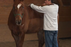 Artrose Untersuchung